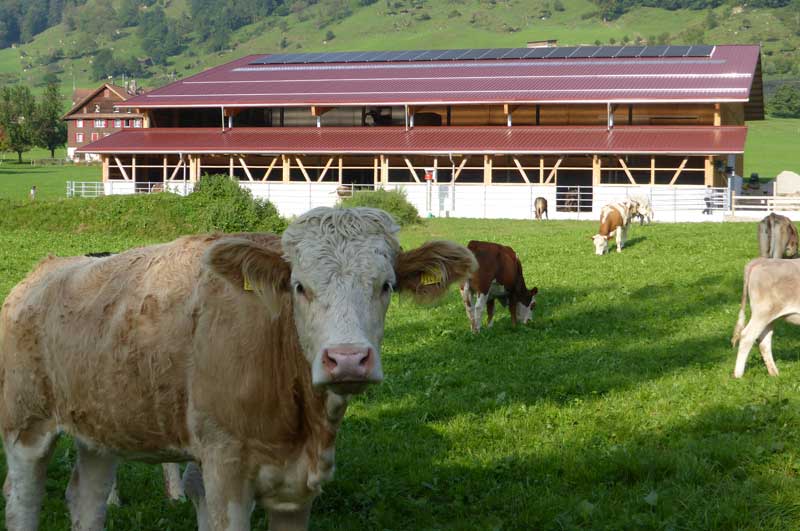 birrerbau-walchwil-hochbau-ställe-Kenel Arth